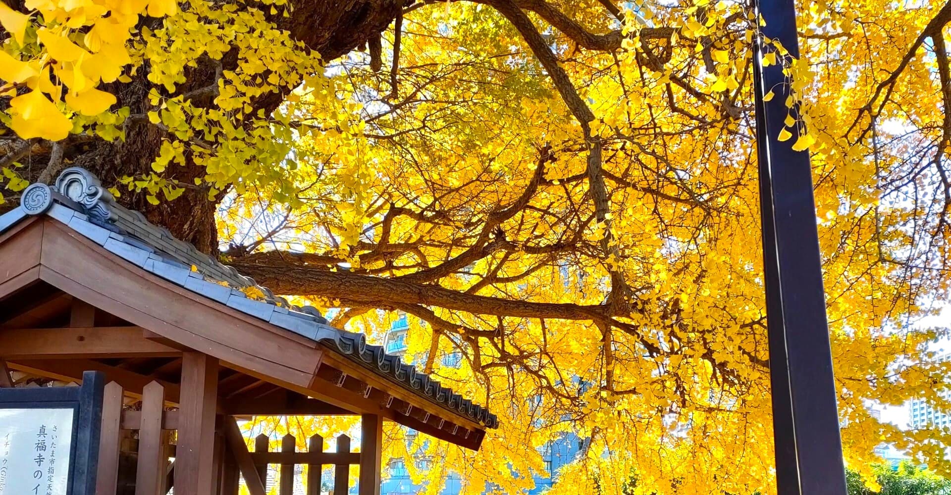 真福寺 境内の大イチョウ ― 秋の黄葉