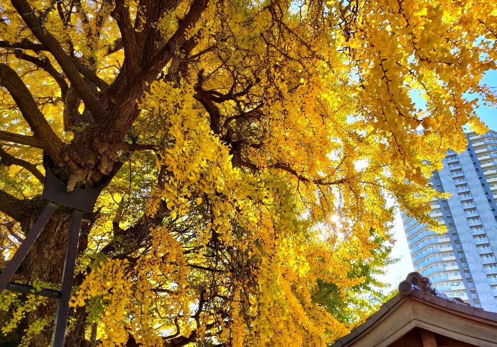 真福寺の逆さイチョウ｜寺の象徴的な御神木