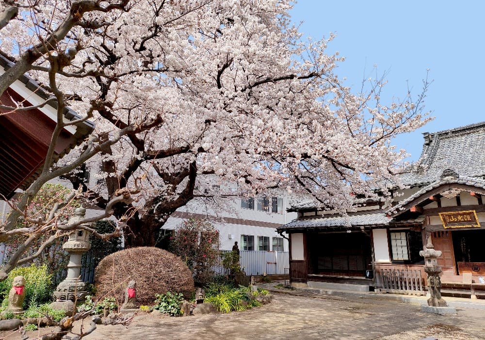 真福寺 境内の桜 ― 春の風景