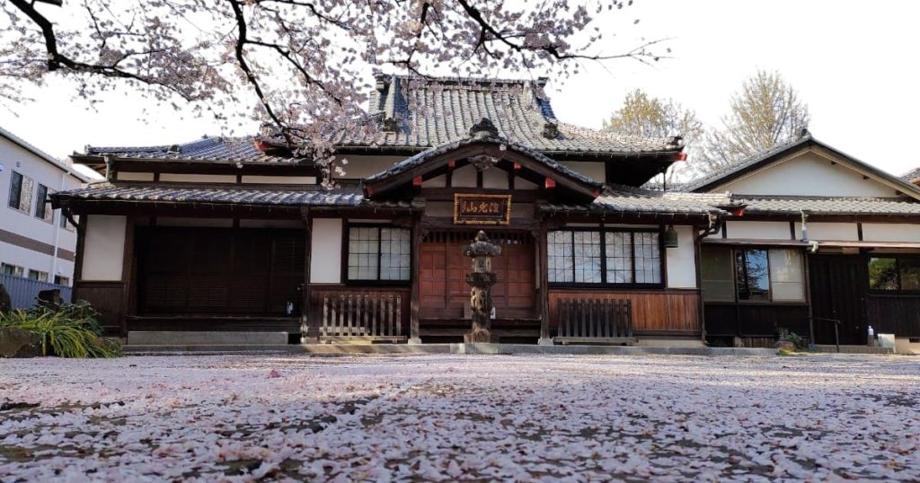 真福寺の境内の桜