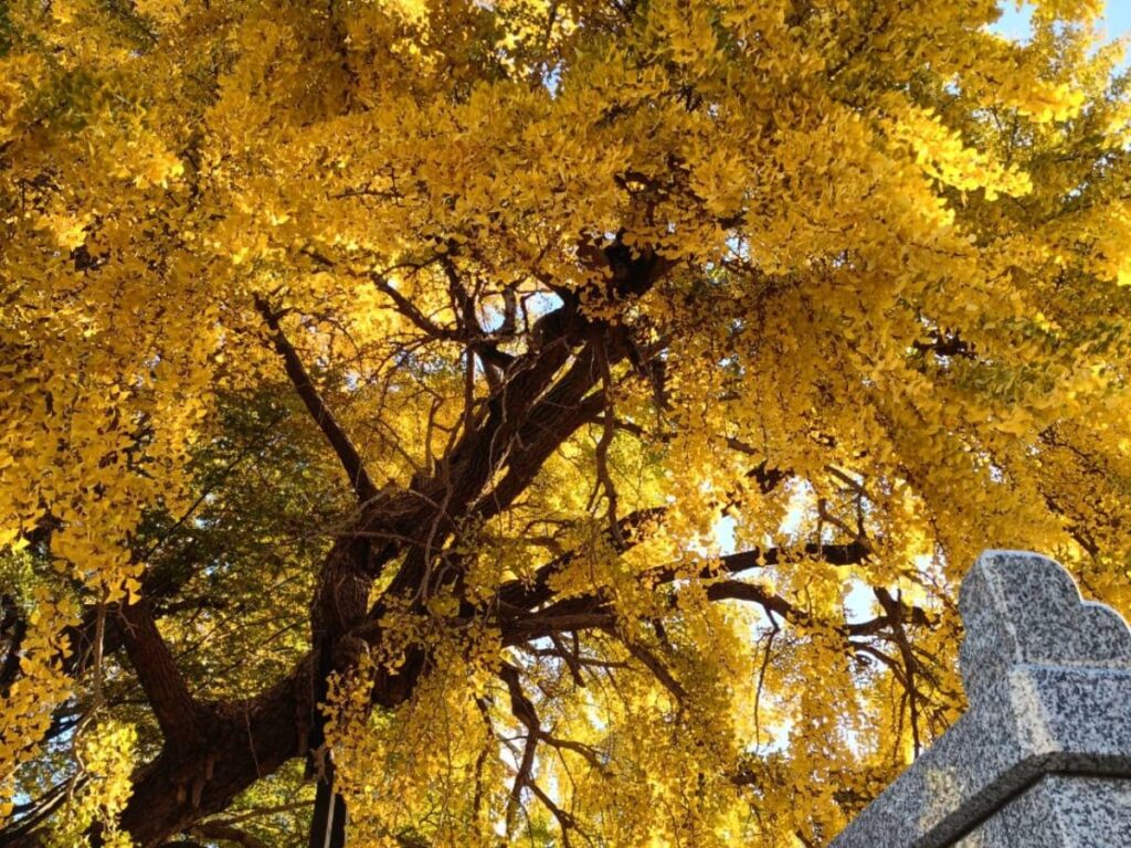 紅葉した真福寺のイチョウ