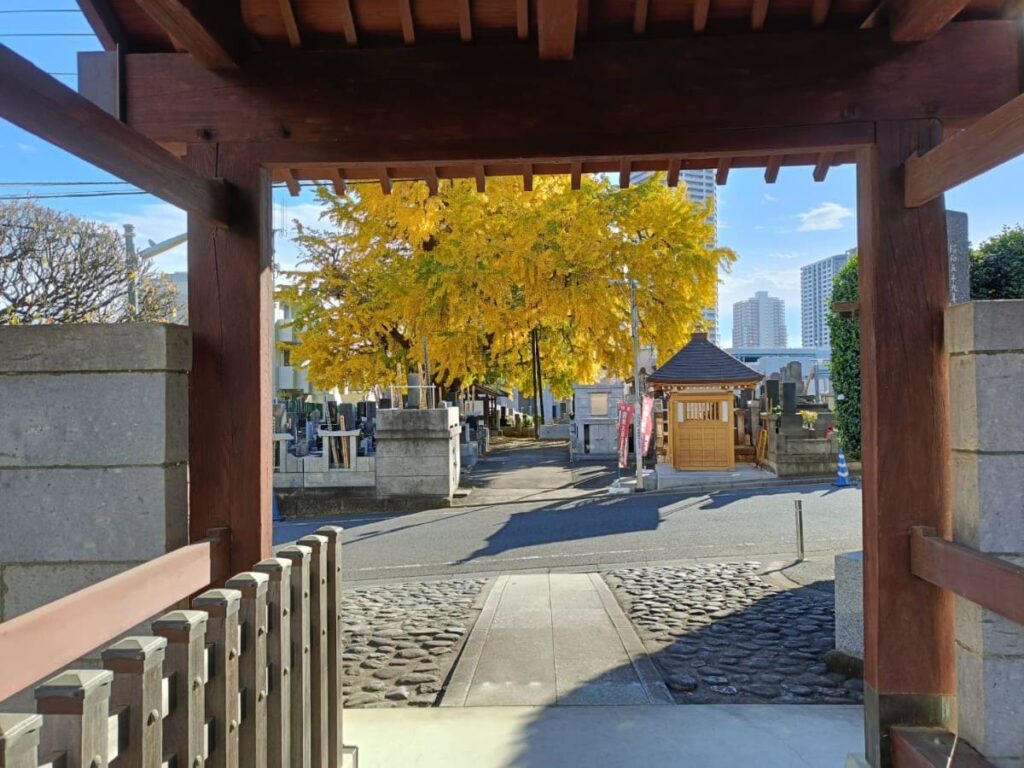 山門からの真福寺のイチョウ