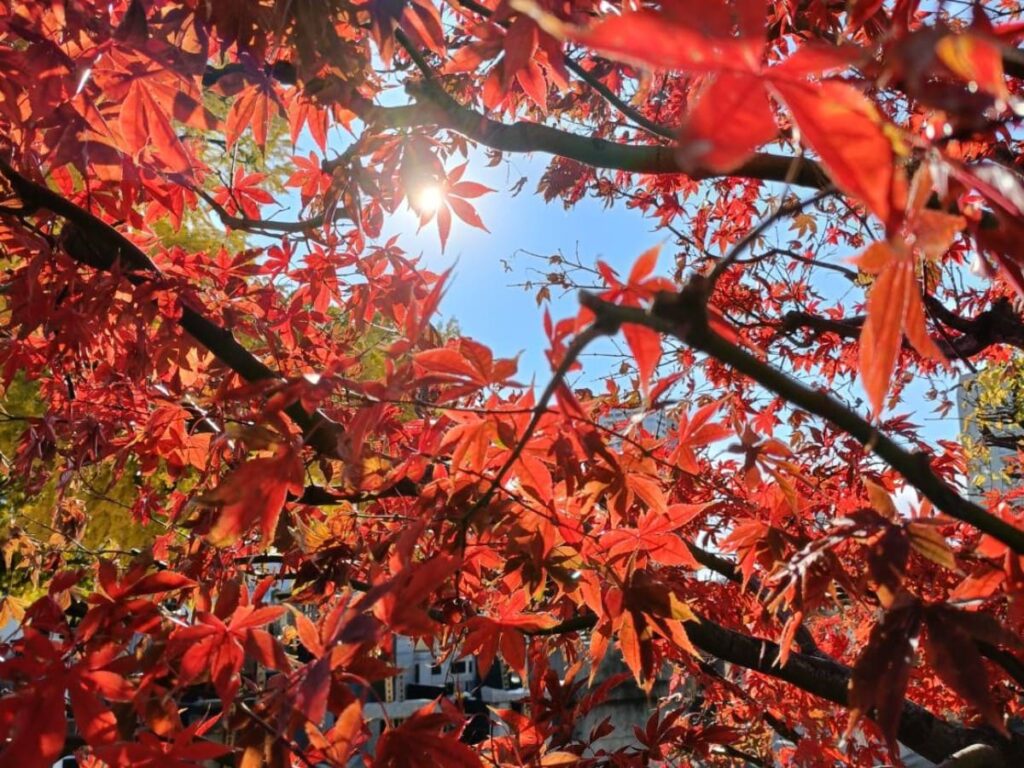 真福寺のもみじ
